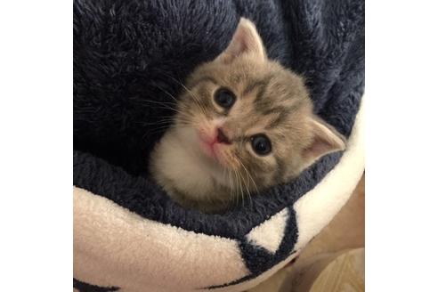 成約済の大阪府のスコティッシュフォールド-3756の5枚目