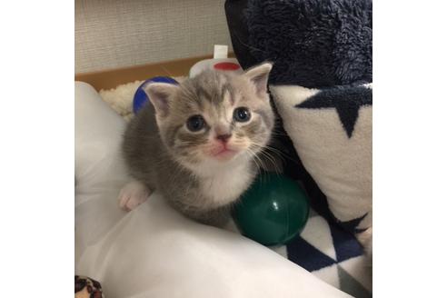 成約済の大阪府のスコティッシュフォールド-3756の4枚目