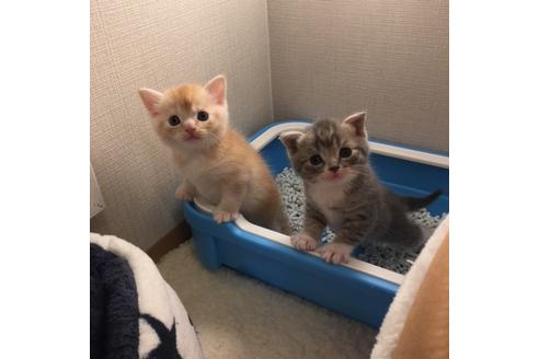 成約済の大阪府のスコティッシュフォールド-3756の3枚目