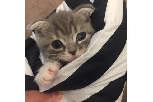 成約済の大阪府のスコティッシュフォールド-3756の2枚目