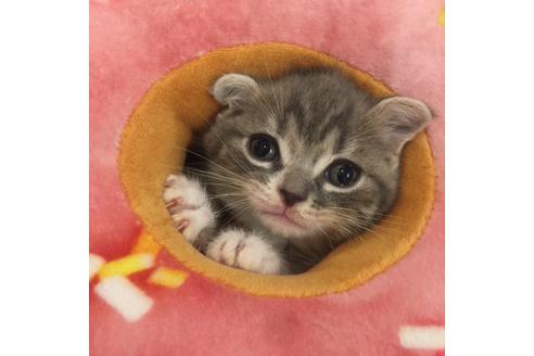 成約済の大阪府のスコティッシュフォールド-3756の1枚目