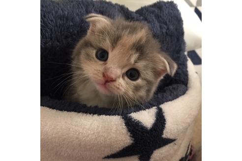 成約済の大阪府のスコティッシュフォールド-3757の5枚目