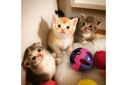 成約済の大阪府のスコティッシュフォールド-3757の4枚目