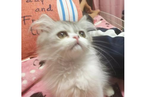 成約済の愛知県のエキゾチックロングヘア-3657の5枚目