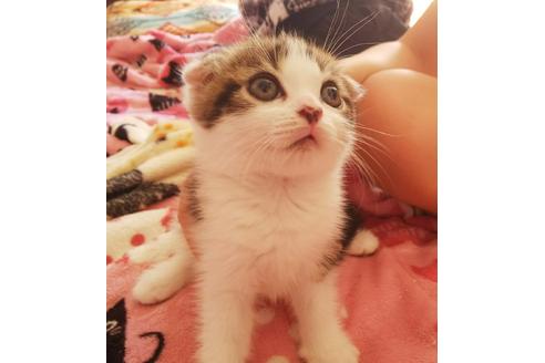 成約済の愛知県のスコティッシュフォールド-3777の4枚目