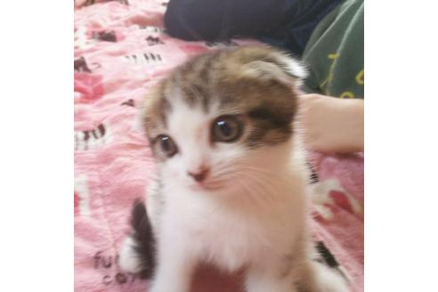 成約済の愛知県のスコティッシュフォールド-3777の3枚目