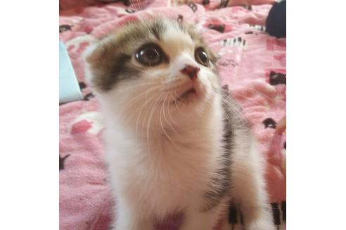 成約済の愛知県のスコティッシュフォールド-3777の2枚目