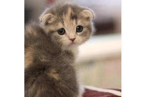 成約済の大阪府のスコティッシュフォールド-3757の3枚目