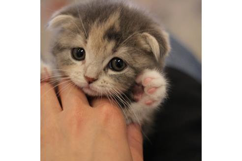 成約済の大阪府のスコティッシュフォールド-3757の2枚目