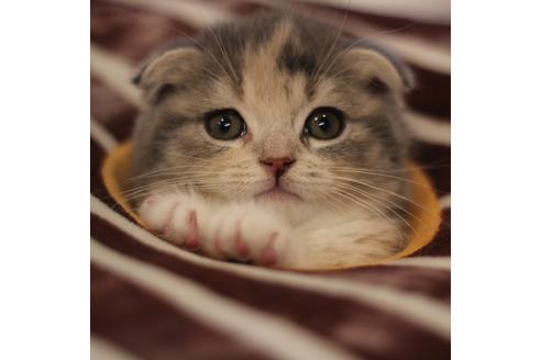 成約済の大阪府のスコティッシュフォールド-3757の1枚目