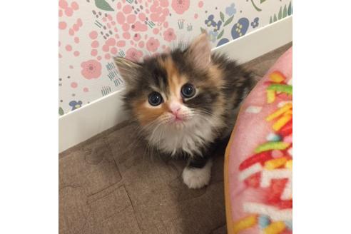 成約済の大阪府のマンチカン-3659の2枚目