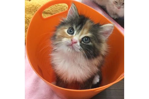 成約済の大阪府のマンチカン-3659の1枚目