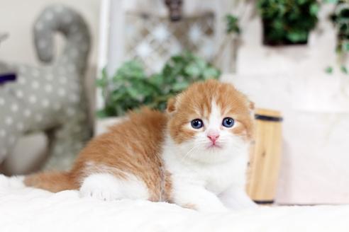 成約済の佐賀県のスコティッシュフォールド-3788の4枚目