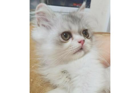 成約済の愛知県のエキゾチックロングヘア-3657の4枚目