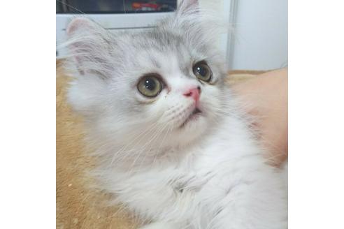 成約済の愛知県のエキゾチックロングヘア-3657の3枚目