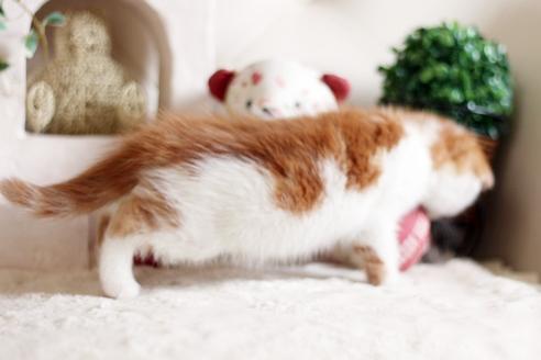成約済の佐賀県のスコティッシュフォールド-3802の1枚目