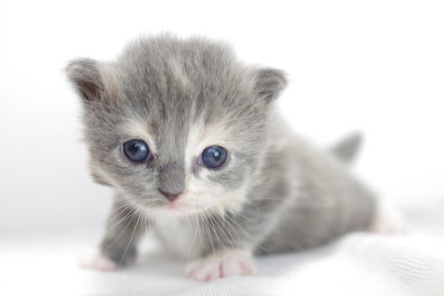 成約済の愛知県のマンチカン-3830の5枚目