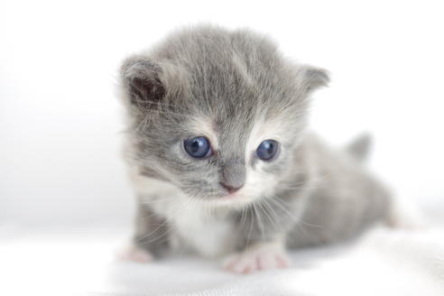 成約済の愛知県のマンチカン-3830の4枚目