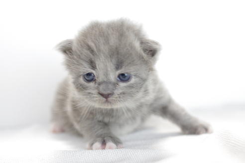 成約済の愛知県のマンチカン-3831の5枚目