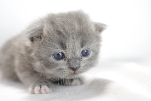 成約済の愛知県のマンチカン-3831の4枚目