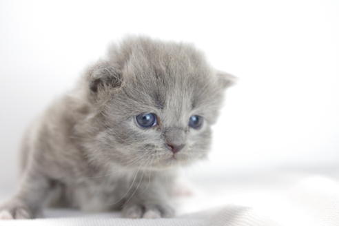 成約済の愛知県のマンチカン-3831の3枚目