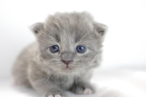 成約済の愛知県のマンチカン-3831の2枚目