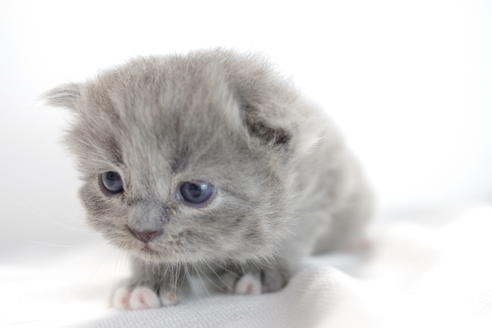 成約済の愛知県のマンチカン-3831の1枚目