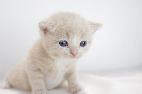 成約済の愛知県のマンチカン-3832の5枚目