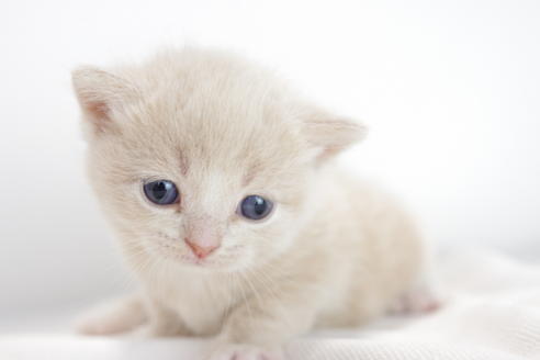 成約済の愛知県のマンチカン-3832の4枚目