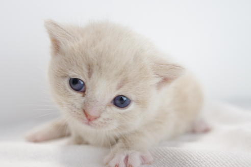 成約済の愛知県のマンチカン-3832の3枚目