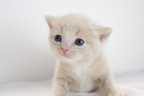 成約済の愛知県のマンチカン-3832の2枚目