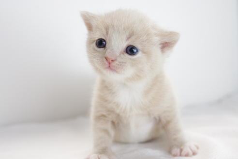 成約済の愛知県のマンチカン-3832の1枚目