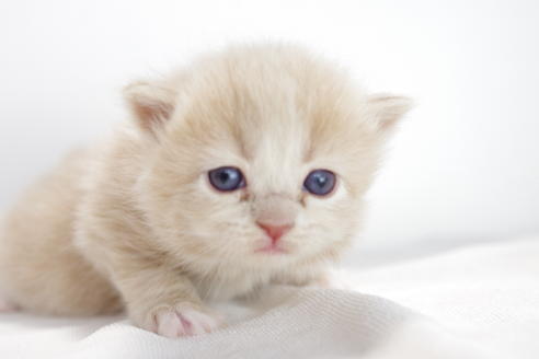 成約済の愛知県のマンチカン-3833の5枚目