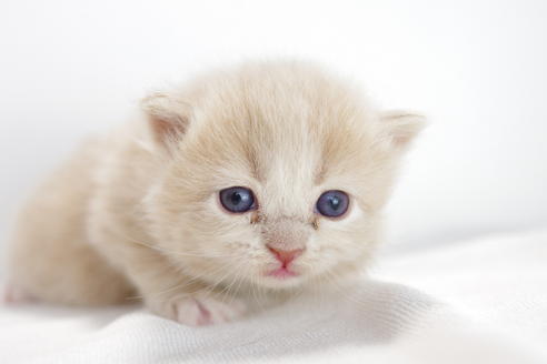 成約済の愛知県のマンチカン-3833の4枚目