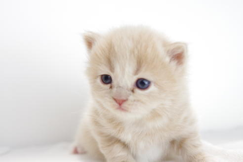 成約済の愛知県のマンチカン-3833の3枚目