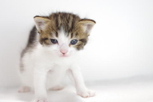 成約済の愛知県のマンチカン-3834の5枚目