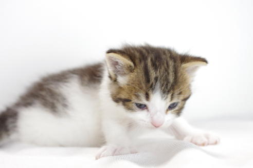 成約済の愛知県のマンチカン-3834の4枚目