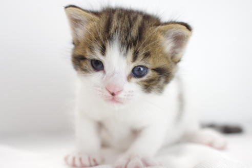 成約済の愛知県のマンチカン-3834の3枚目