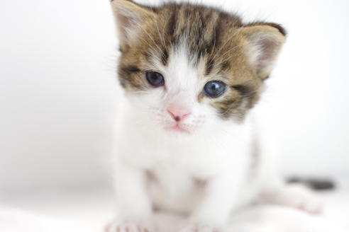 成約済の愛知県のマンチカン-3834の2枚目