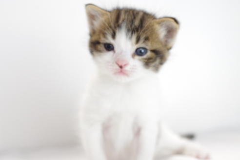 成約済の愛知県のマンチカン-3834の1枚目