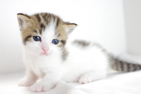 成約済の愛知県のマンチカン-3835の5枚目