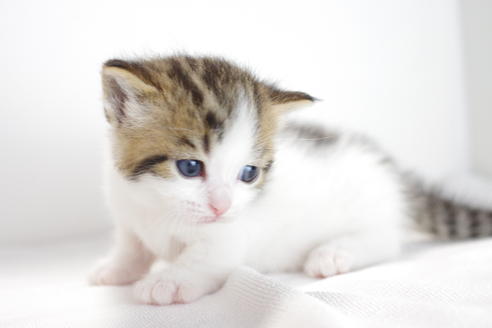 成約済の愛知県のマンチカン-3835の4枚目