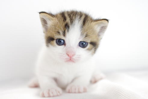 成約済の愛知県のマンチカン-3835の2枚目