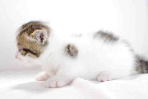 成約済の愛知県のマンチカン-3835の1枚目