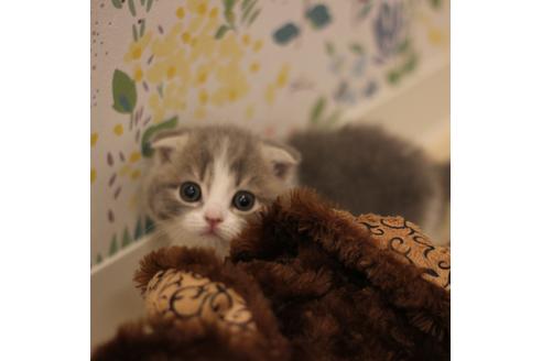 成約済の大阪府のスコティッシュフォールド-3840の5枚目