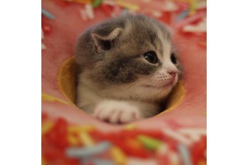 成約済の大阪府のスコティッシュフォールド-3840の3枚目