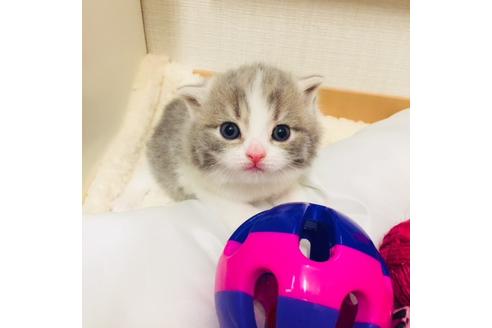 成約済の大阪府のスコティッシュフォールド-3840の2枚目