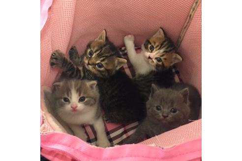 成約済の大阪府のスコティッシュフォールド-3840の1枚目