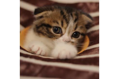 成約済の大阪府のスコティッシュフォールド-3841の3枚目