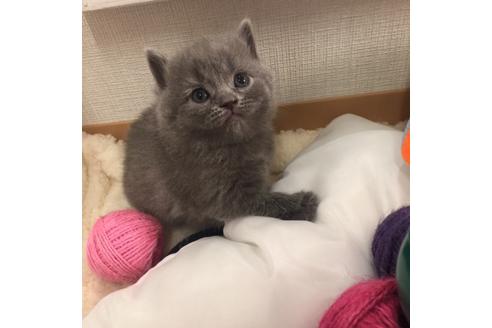 成約済の大阪府のスコティッシュフォールド-3842の5枚目